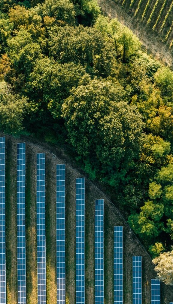 Solar Panels and Trees