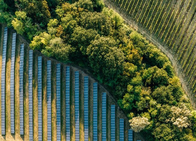 Solar Panels and Trees