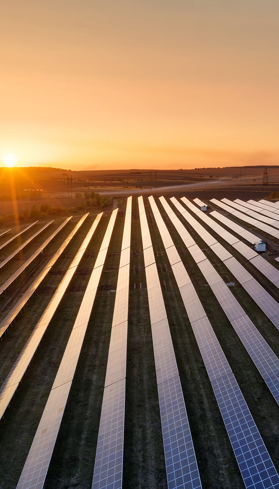 solar farm at sunset withi bushels surrounding 