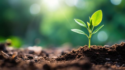 A plant sprouting from soil